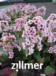Bergenia cordifolia 'Schneekoenigin'