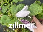 Campanula 'Iridescent Bells'