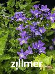 Campanula lactiflora 'Border Blues'