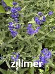 Caryopteris clandonensis 'Ferndown'