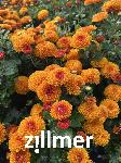Chrysanthemum 'Utzenaich'