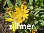 Delosperma congestum 'Tetra'