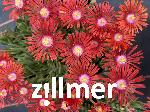 Delosperma dyerii 'Drachenblut'