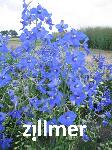 Delphinium belladonna x 'Voelkerfrieden'