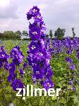 Delphinium elatum x 'Gewitterstimmung'