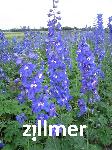 Delphinium elatum x 'Lanzentraeger'