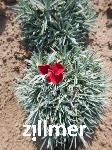 Dianthus gratianopolitanus 'Lavastrom'