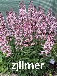 Dictamnus albus
