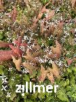 Epimedium pubescens 'BlÃ¼tentanz'