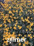 Erysimum linifolium 'Orange Flame'