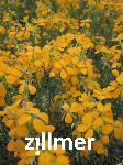 Erysimum liniifolium 'Orange Flame'
