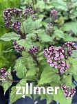 Eupatorium rugosum 'Lucky Symphony'