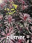 Euphorbia MINER'S MERLOT 'kmmm024' -S-