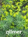 Euphorbia seguieriana 'Sternenwolke'