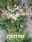 Filipendula vulgaris 'Plena'
