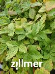 Fragaria moschata 'Schoene Wienerin'