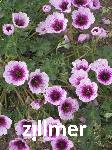 Geranium cinereum 'Thumbling Heart'
