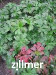 Geranium maculatum 'Vickie Lynn' -1-