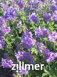 Geranium magnificum x 'Anemoniflorum'