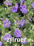 Geranium magnificum x 'Ernst Pagels'