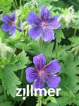 Geranium magnificum x