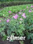 Geranium oxonianum x 'Koenigshof'