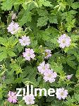 Geranium oxonianum x 'Lace Time'