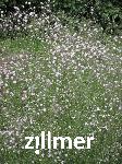 Gypsophila paniculata 'Flamingo'