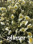 Helianthemum 'Snow Queen' -1-