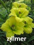 Hemerocallis 'Green Flutter'