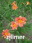 Hemerocallis 'Pfennigparade'