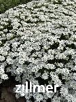 Iberis sempervirens 'WeiÃer Zwerg'