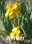 Iris barbata-elatior x 'Yellow Star'