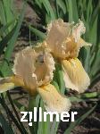 Iris barbata-nana x 'Orchid Flair'