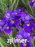 Iris sibirica 'Rufflet Velvet'