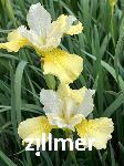 Iris sibirica 'Welfenfürstin'
