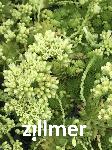 Jovibarba globifera ssp. globifera -2-