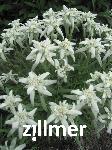 Leontopodium alpinum 'Zugspitze' -S-