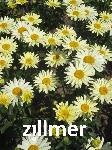 Leucanthemum superbum x 'Banana Cream'