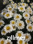 Leucanthemum superbum x 'Real Joy' -S-