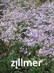 Limonium latifolium 'Robert Butler'