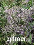 Limonium latifolium 'Violetta'