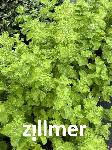 Mentha villosa x 'Mojito'