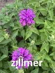 Monarda fistulosa 'Rosenmonarde'