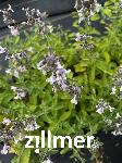 Nepeta racemosa 'Amelia'