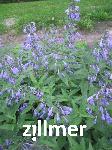 Nepeta sibirica 'Souvenir d'Andre Chaudron'