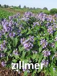 Nepeta subsessilis 'Laufen'