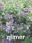 Nepeta yunnansis 'Blue Dragon'