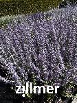 Perovskia atriplicifolia 'Prime Time' -S-