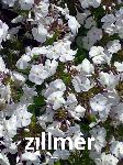 Phlox 'Minnie Pearl'